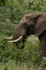 Bull Elephant Close-up.jpg